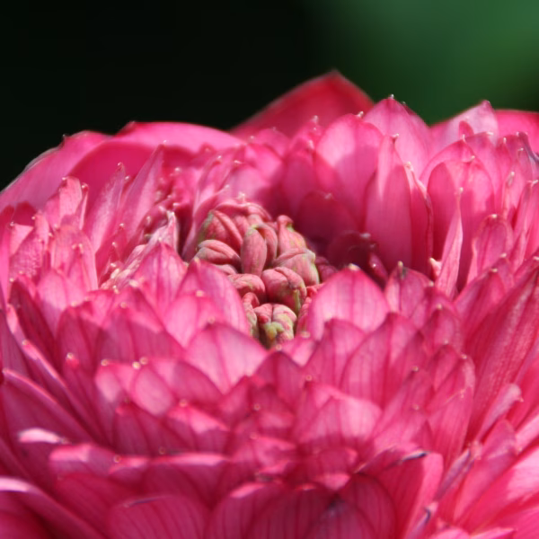 Mentoring voor coaches en psychologen